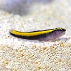 Yellow Line Goby - Captive-Bred